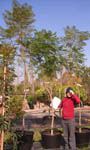 Jacaranda mimosifolia 95L