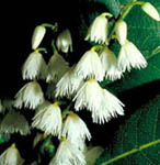 Elaelocarpus Flower - White