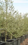 Olive Trees - Advanced Specimen